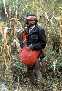 Basihuare